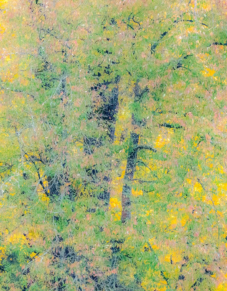 USA-Washington State-Preston-Cottonwoods trees in fall colors